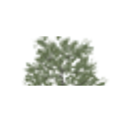 Tree Shrub